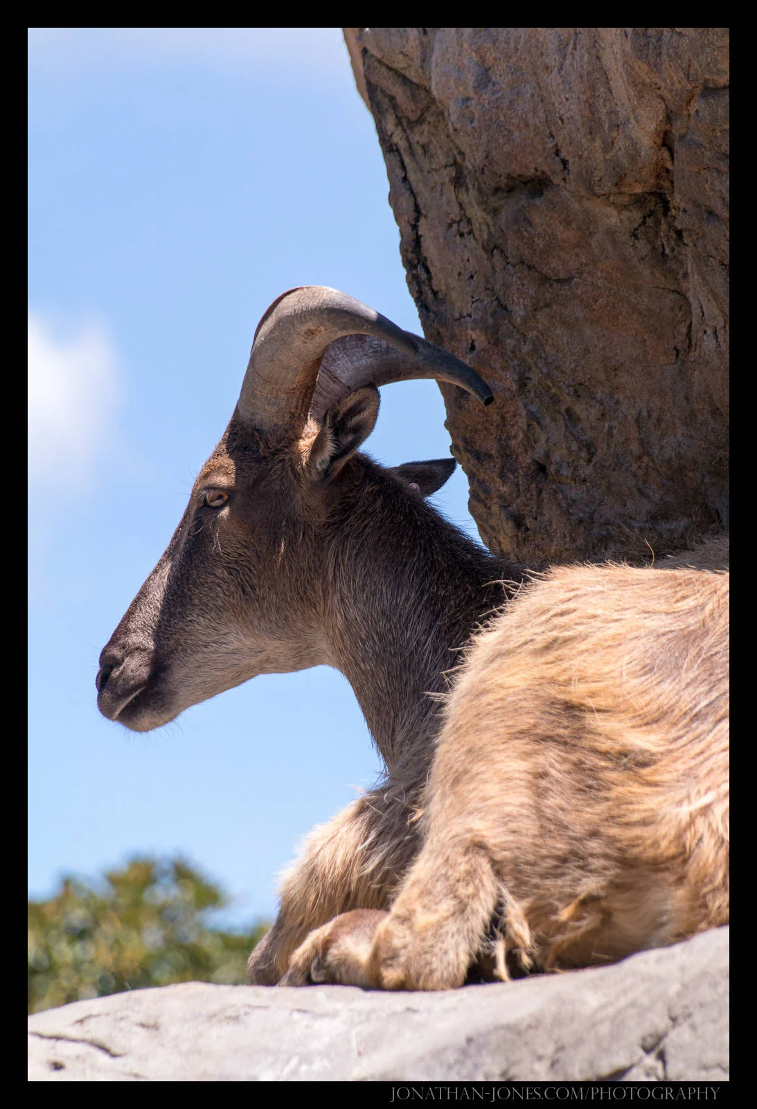 Taronga Zoo, Sydney