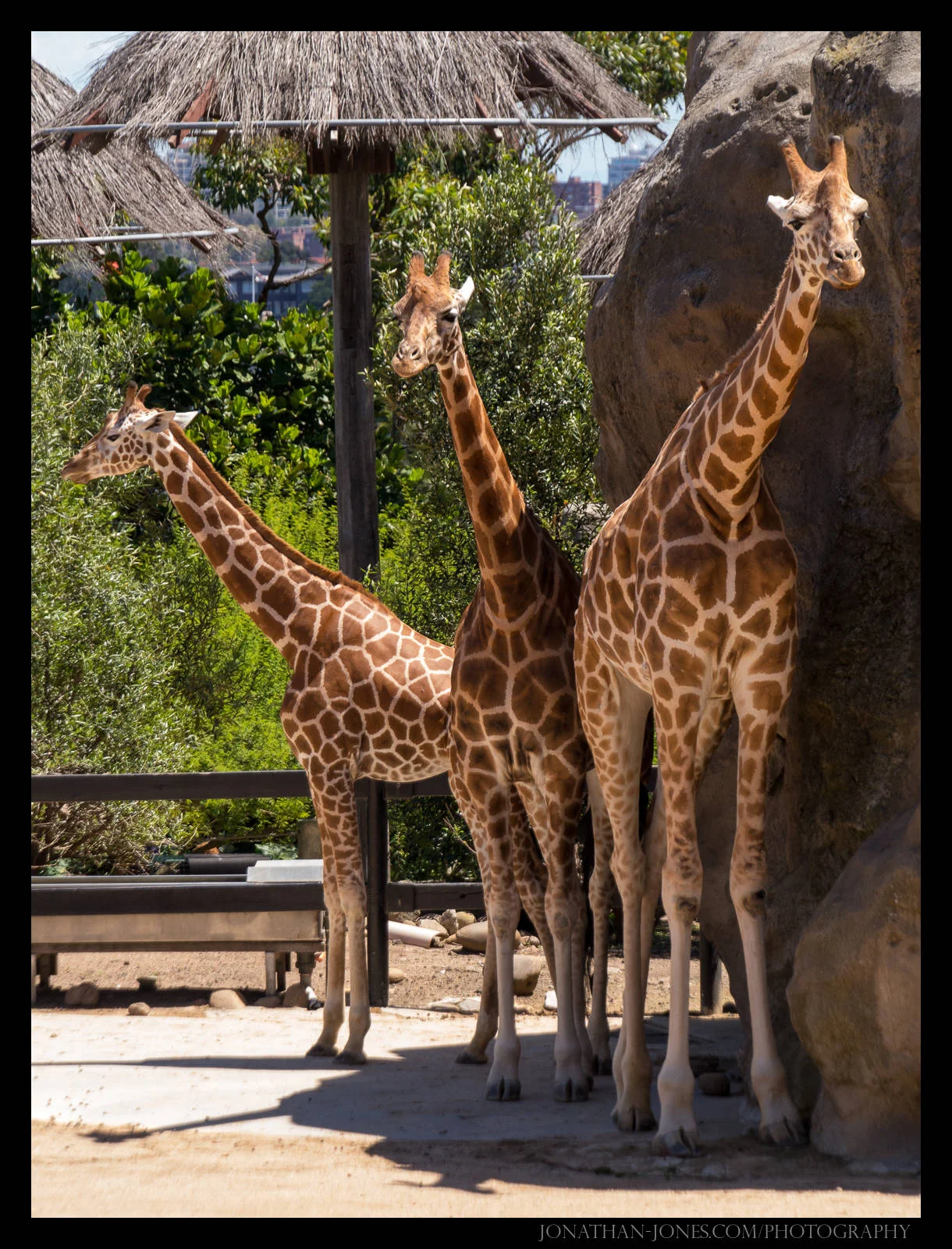 Taronga Zoo, Sydney