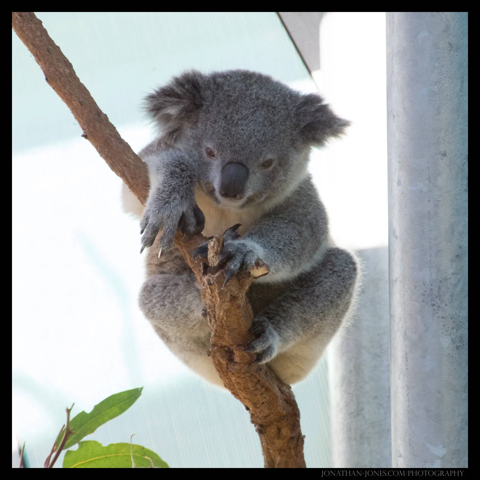 Taronga Zoo, Sydney