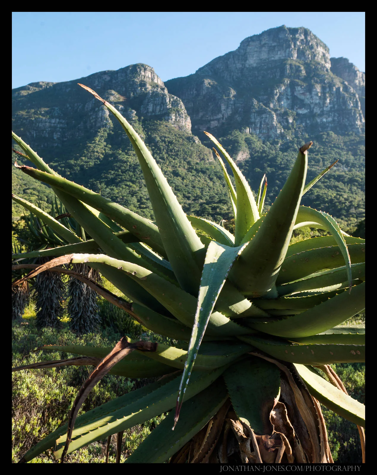 Table Mountain from Kirstenbosch National Botanical Garden