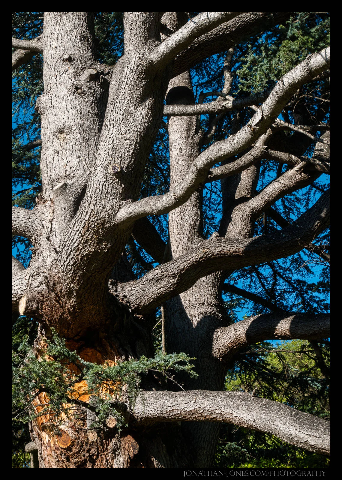 Kirstenbosch National Botanical Garden