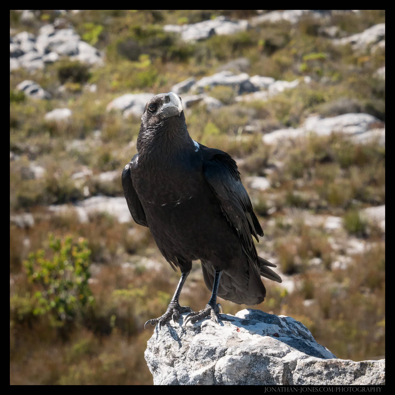 Table Mountain