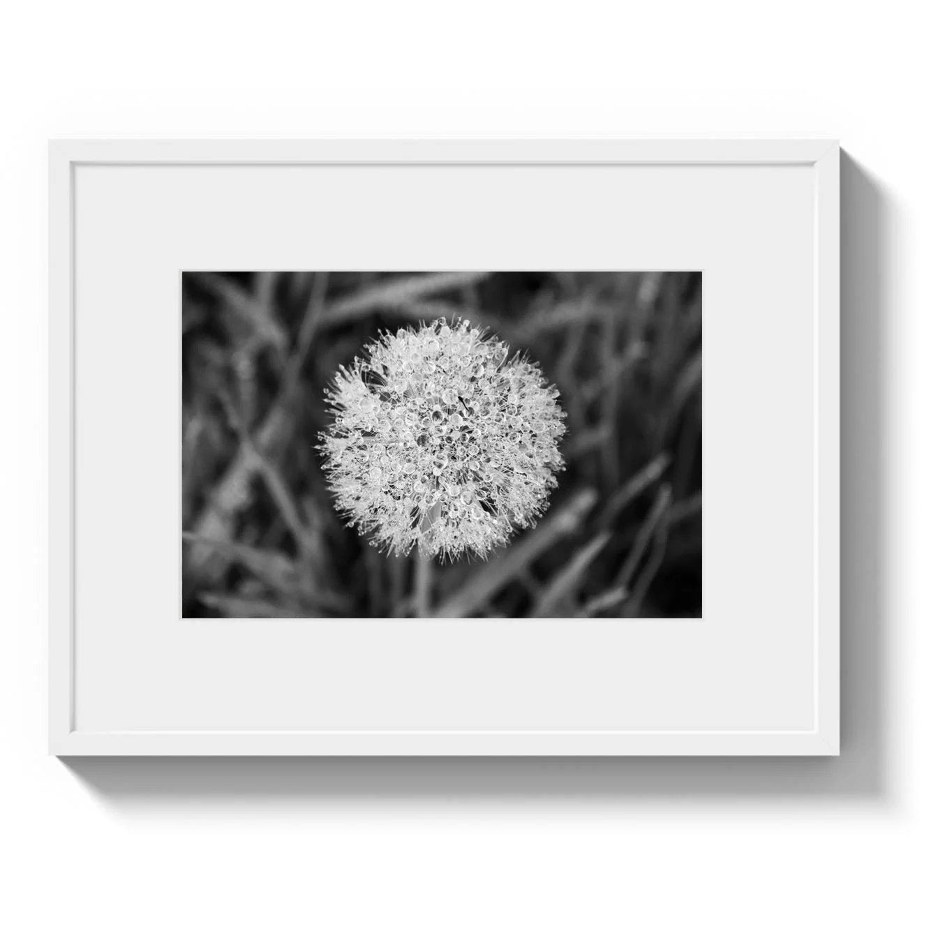 estherbuttery_dandelion_artprint.jpeg