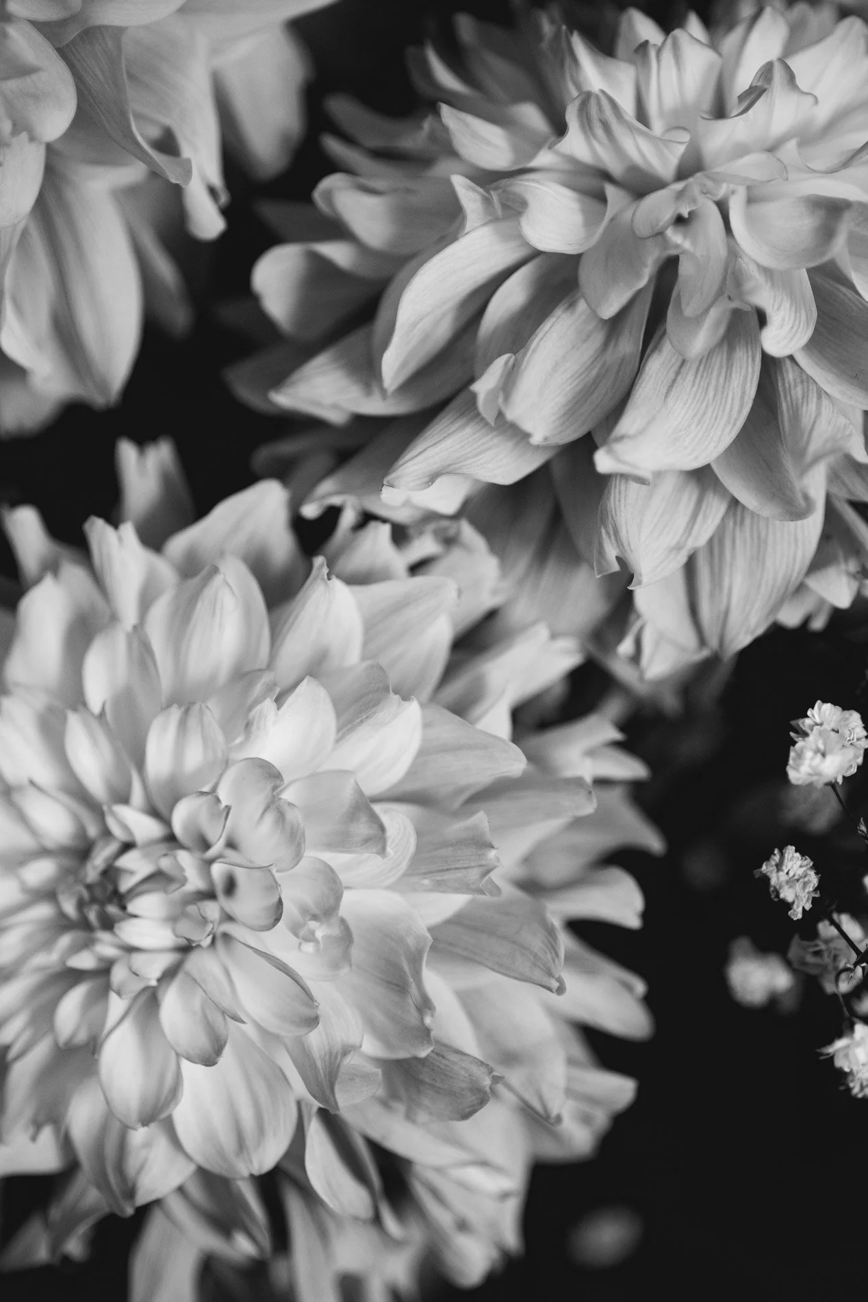 webflower_dsc8056_16.jpg