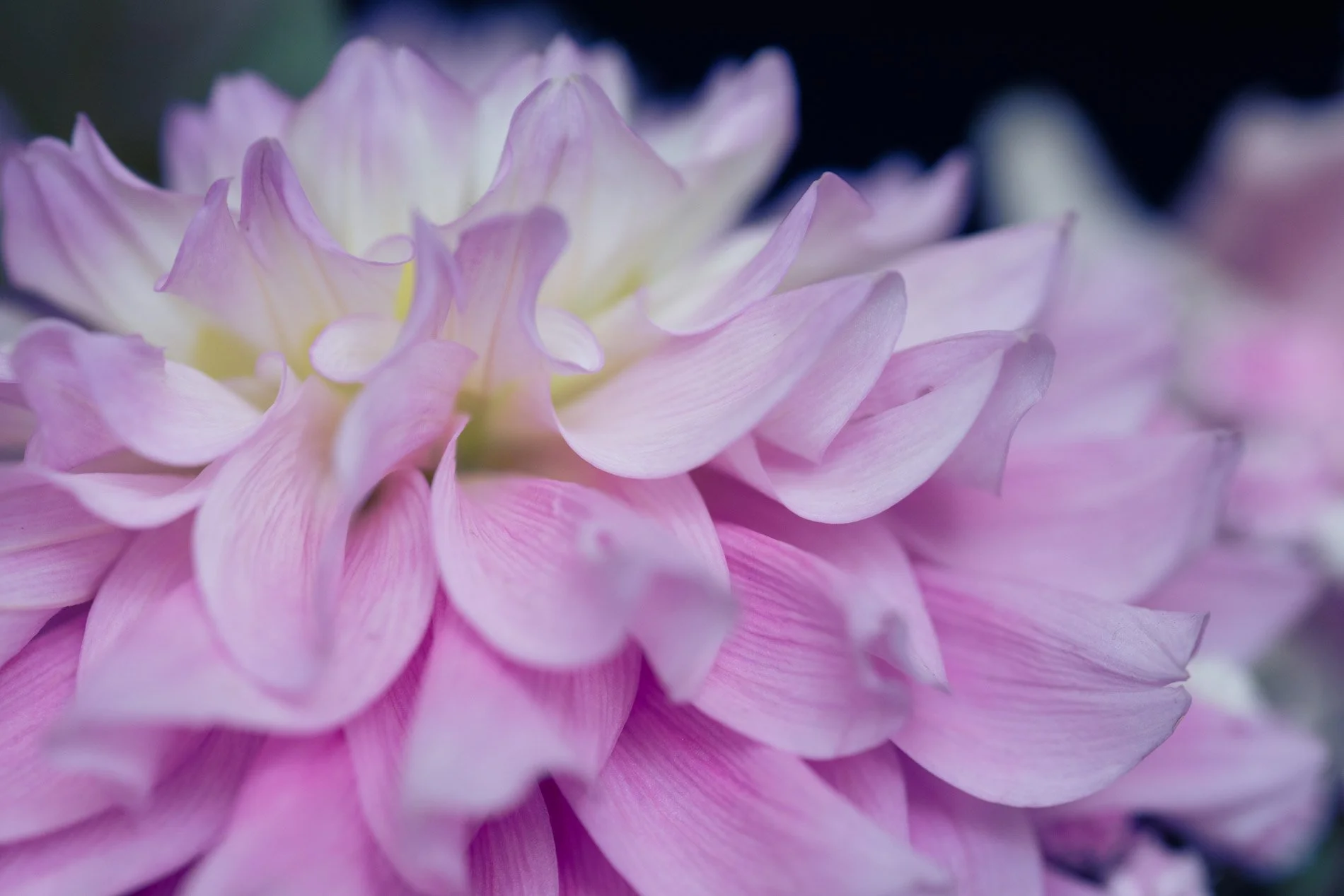 webflower_dsc8131_15.jpg