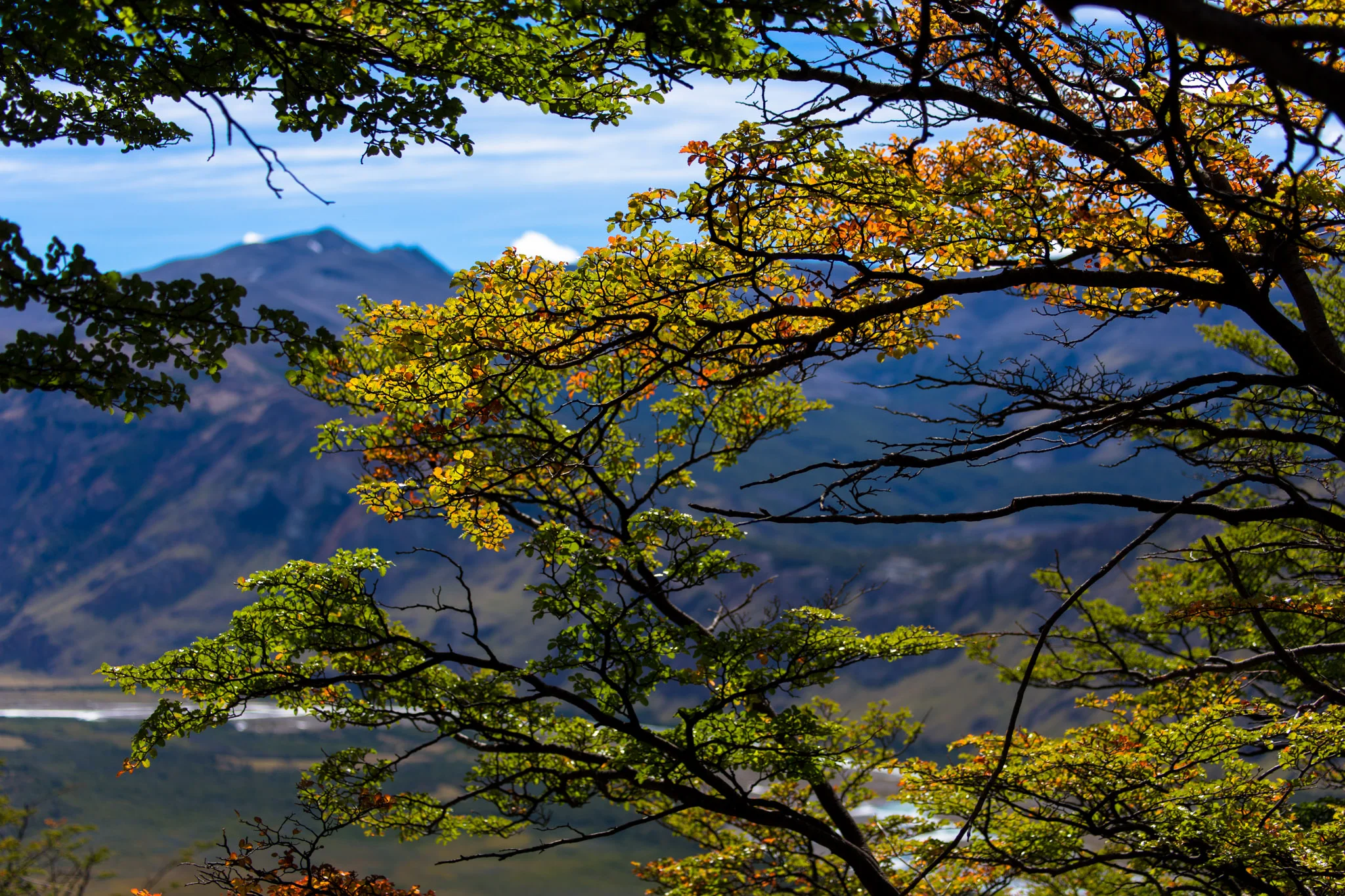 Hiking through the trees on the first day. The Fagus are just starting to turn colour in some areas.