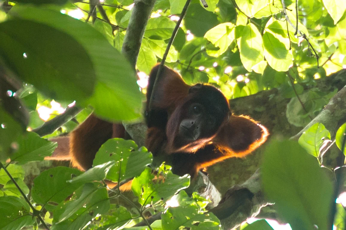 Madidi Jungle, Bolivia