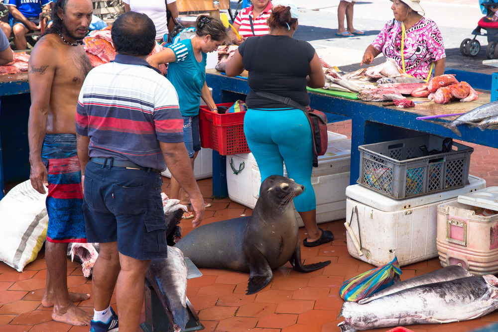 Sea lion looking for snacks