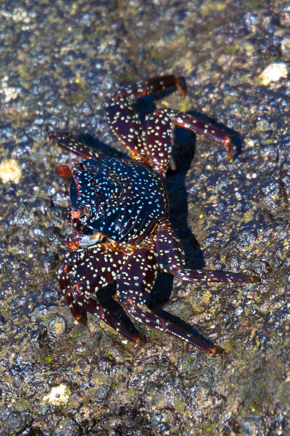 Juvenile Sally Lightfoot Crab