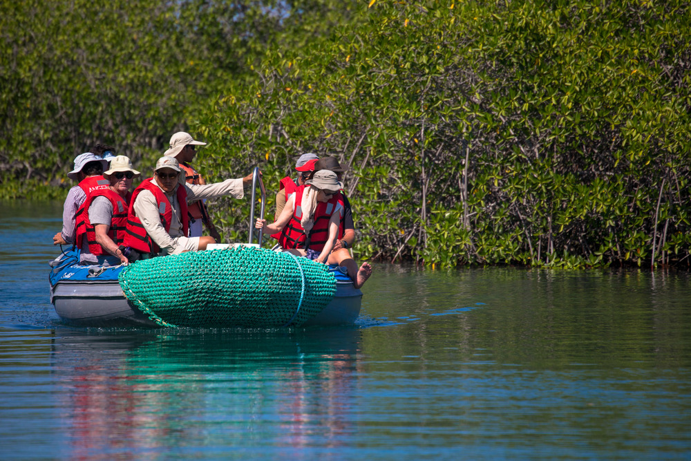 Exploring the mangroves