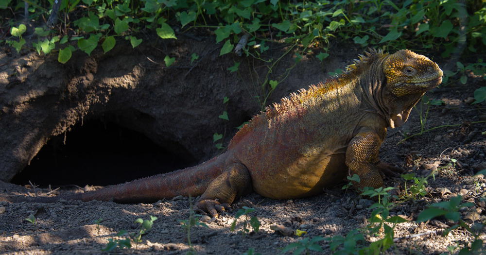 Land iguana