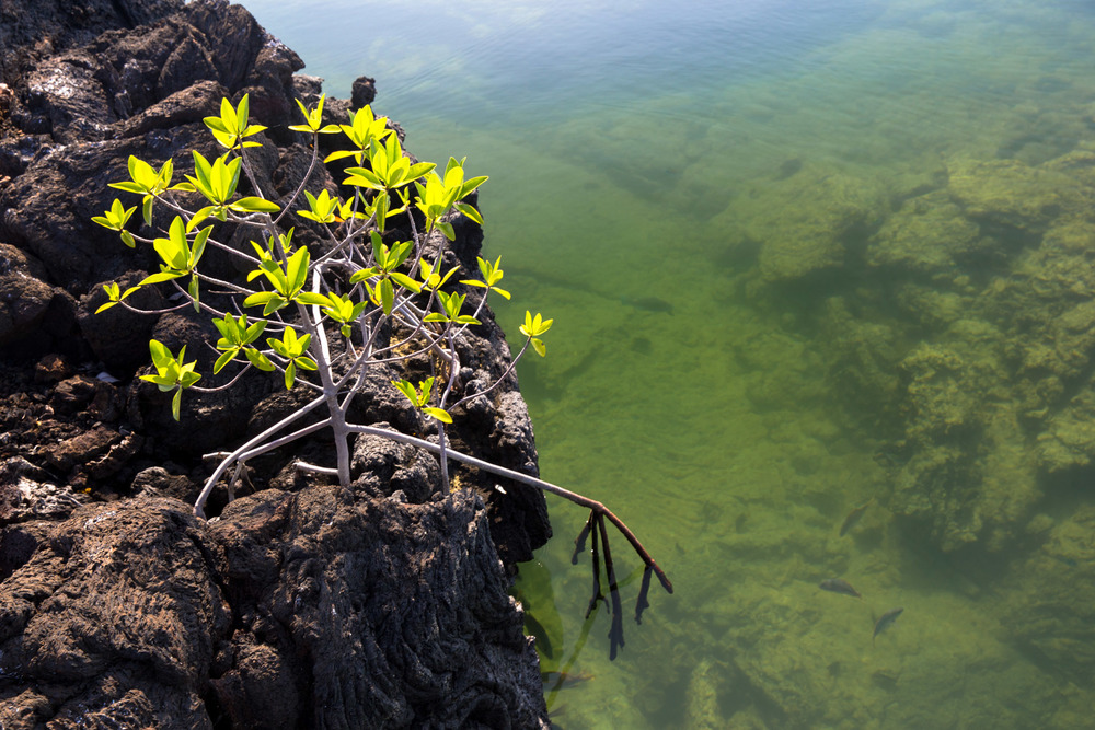 Colonising mangrove