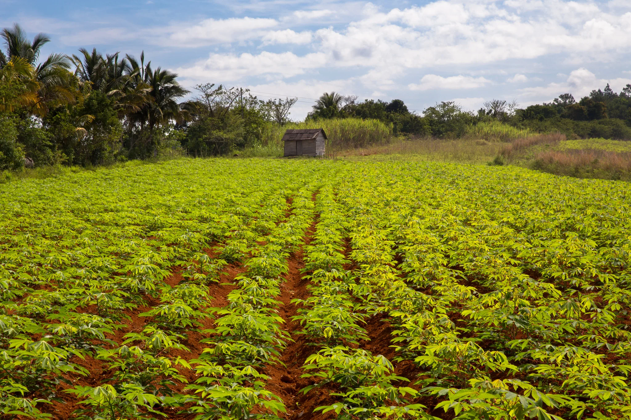 Tobacco plantation with a drying shed in the distance.