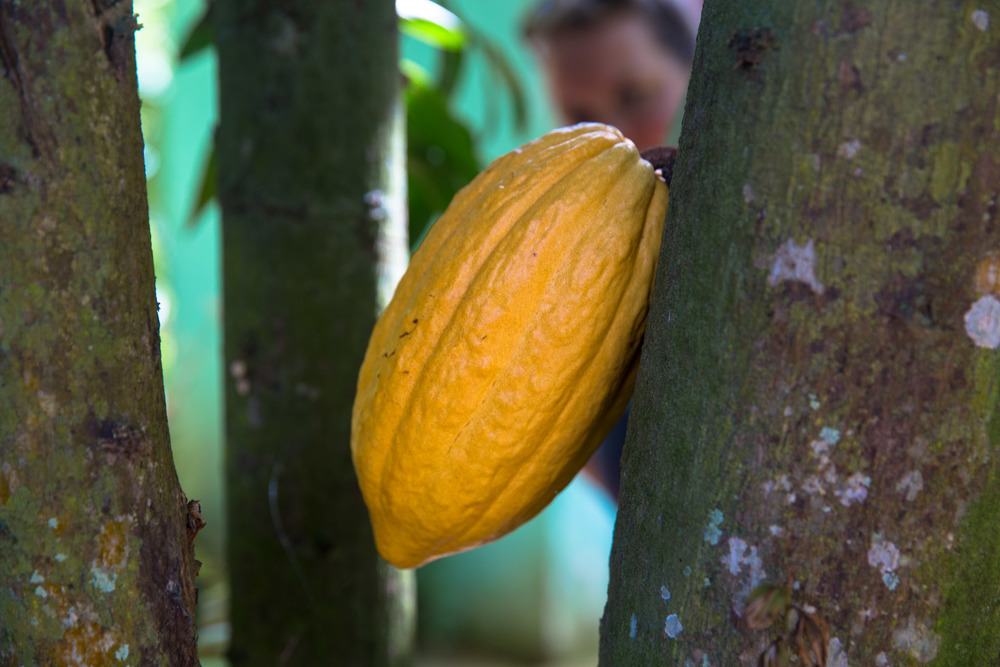 Cocoa growing on the tree