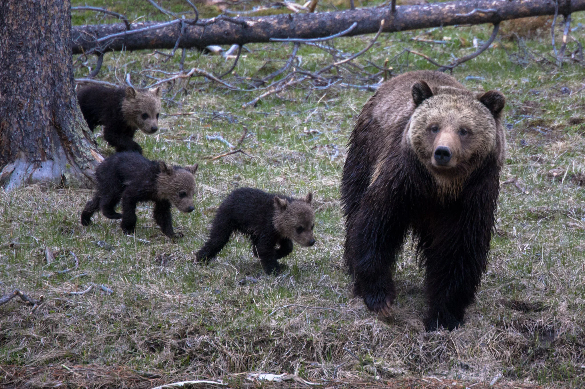 A mother Grizzly bear with her three cubs.