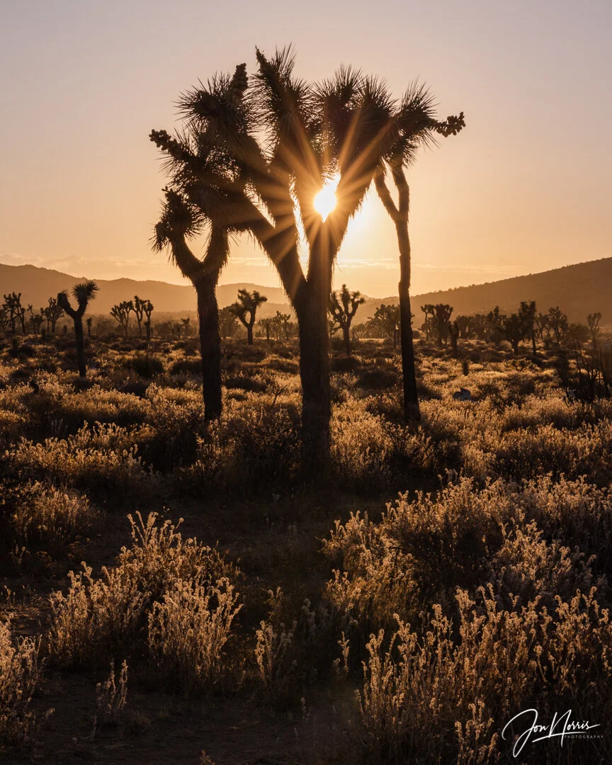 Late Afternoon Sun (Copy)