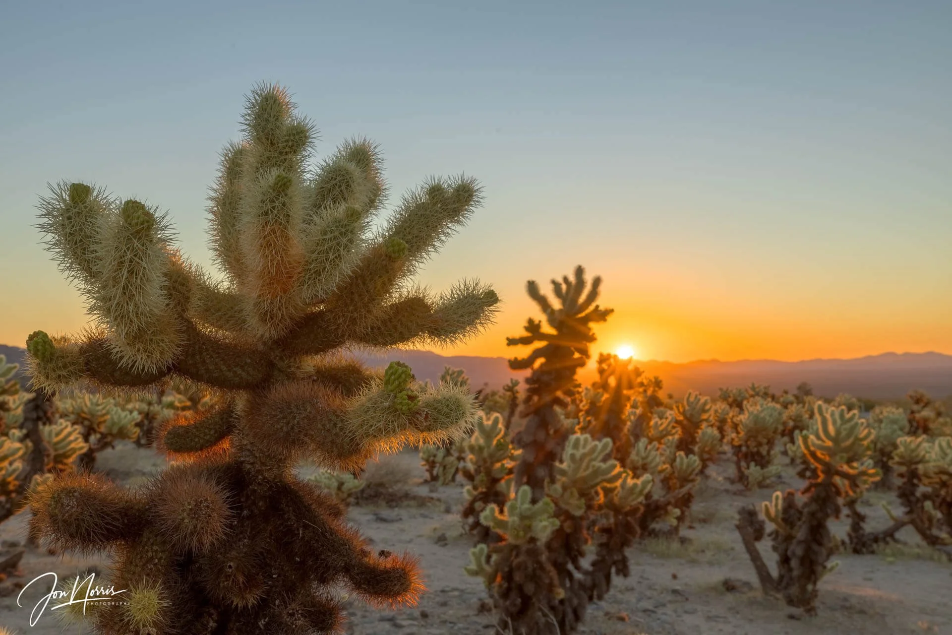 Cholla-Sunrise_WEB.jpg