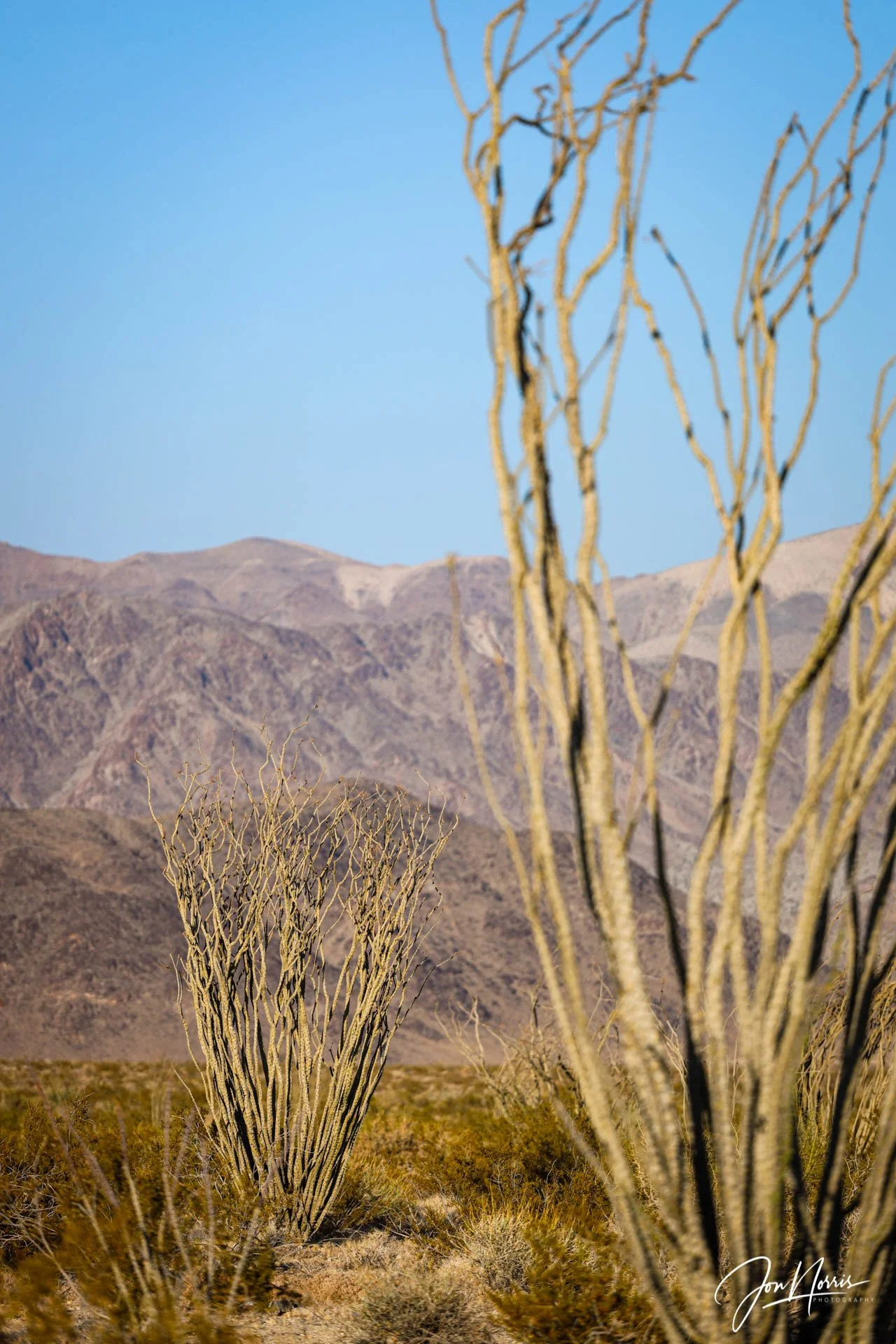 Pinto Ocotillos (Copy)