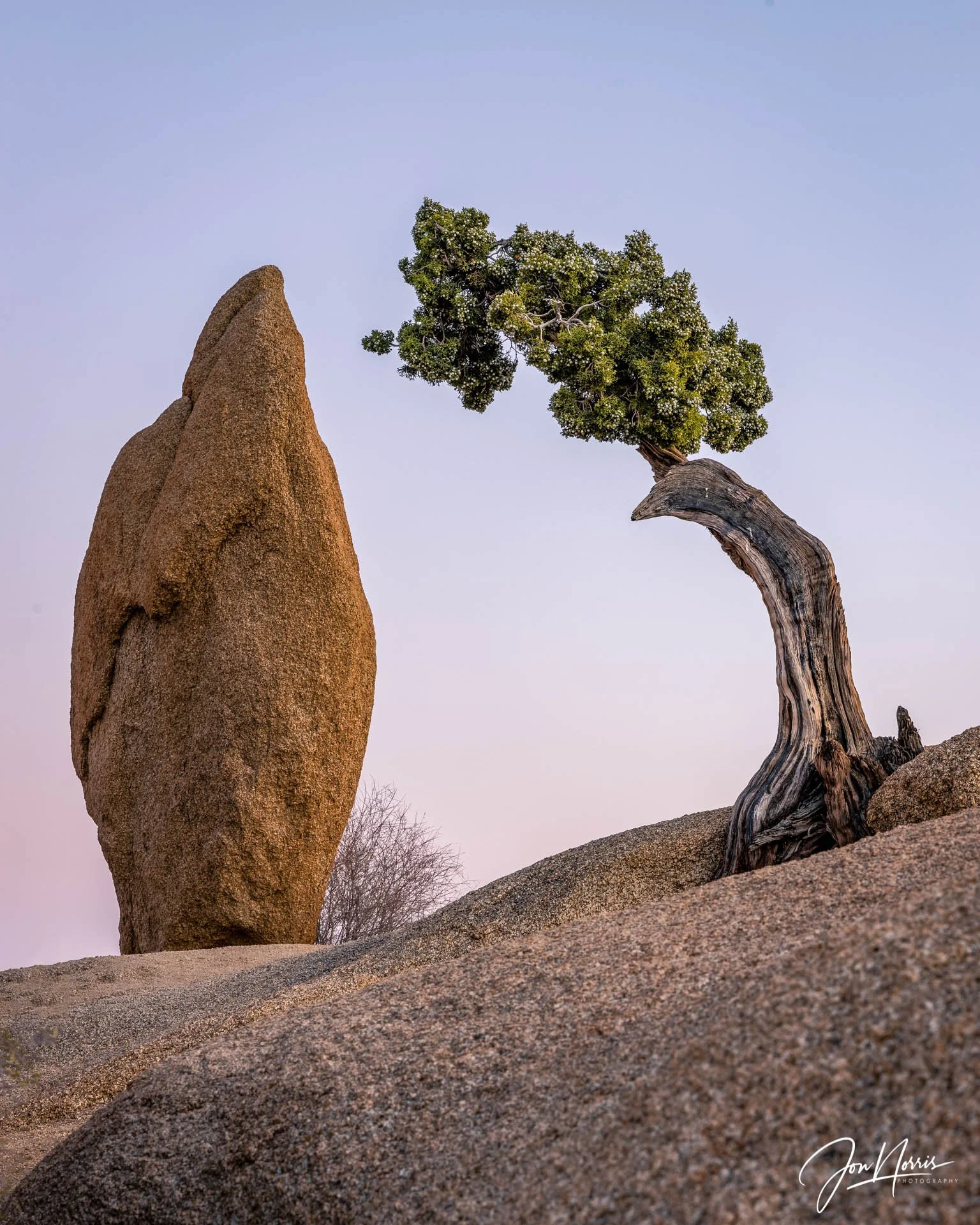 Monolith and Dwarf Juniper (Copy)