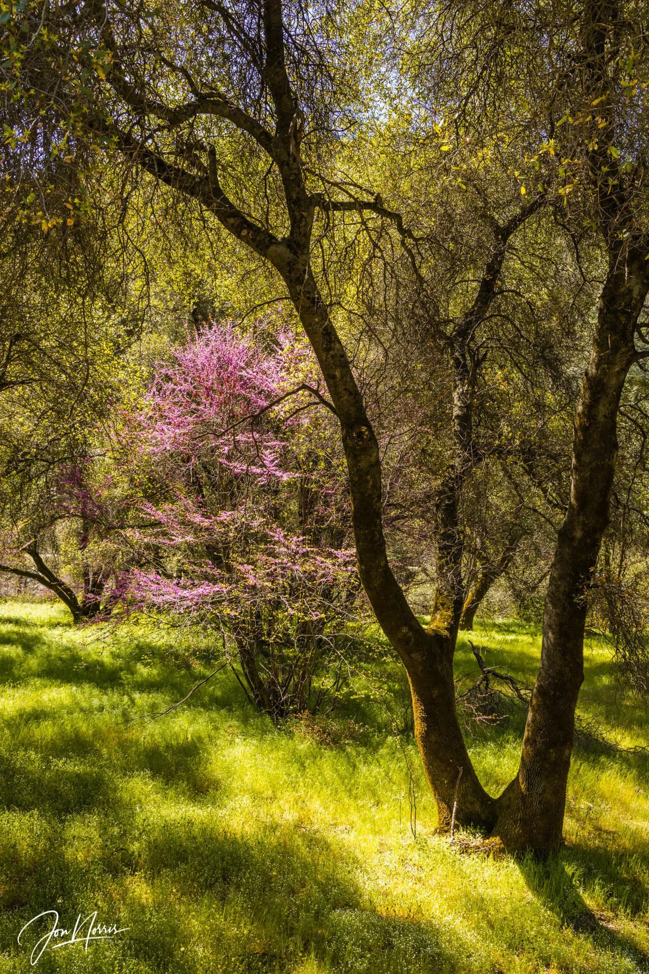 Dappled Light (Copy)