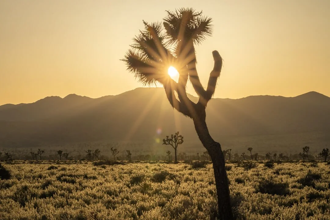 20230423_Joshua_Tree_JNP_8101-8107-HDR_WS.jpg (Copy)