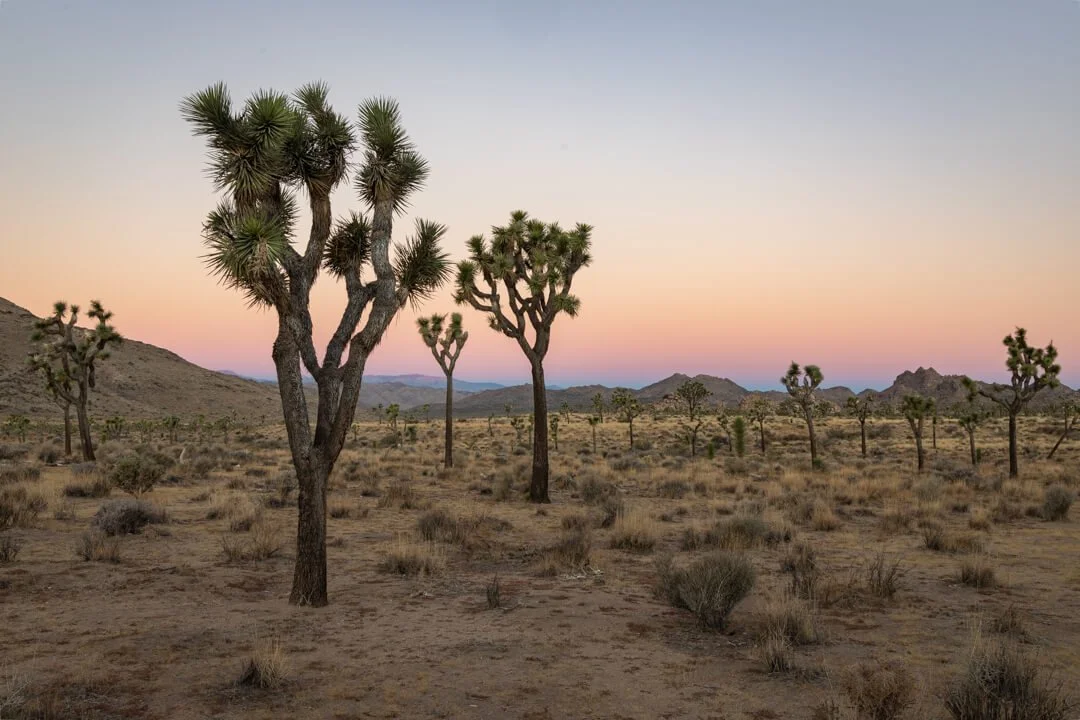 20211111_Joshua_Tree_JNP_1560-1562-HDR_WS.jpg (Copy)