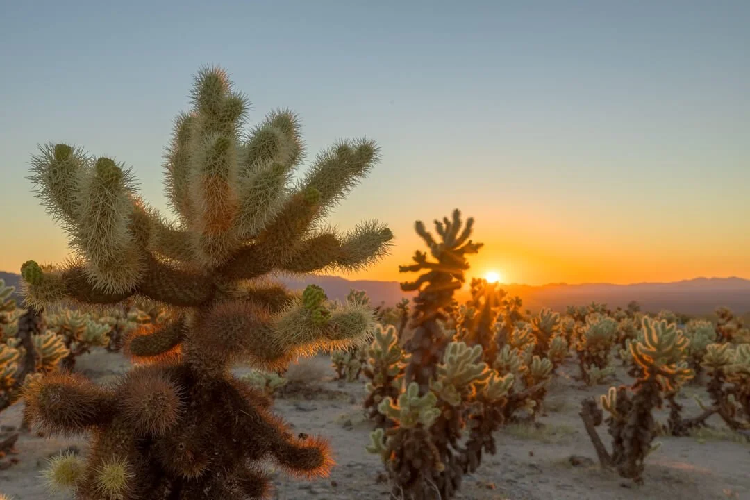20221001_Joshua_Tree_JNP_3071_HDR_WS.jpg (Copy)