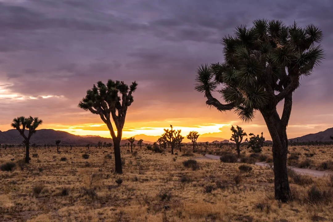 20190902_Joshua_Tree_JNP_7334-7340-HDR_WS.jpg (Copy)