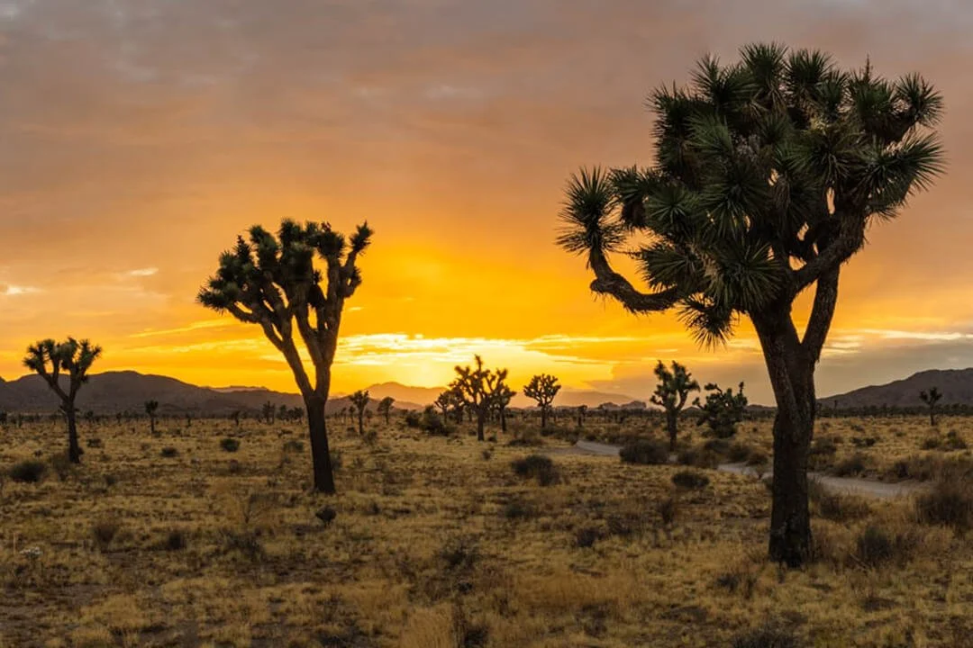20190902_Joshua_Tree_JNP_7200-7220-HDR-Pano_WS.jpg (Copy)