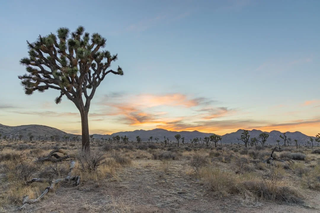 20210410_Joshua_Tree_JNP_8457-HDR_WS.jpg (Copy)