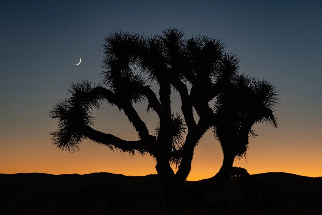 20211205_Joshua_Tree_JNP_1771_WS.jpg (Copy)