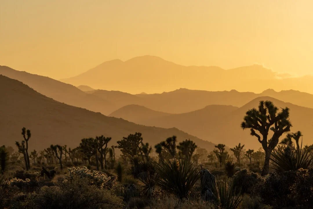 20220508_Joshua_Tree_JNP_2521_WS.jpg (Copy)