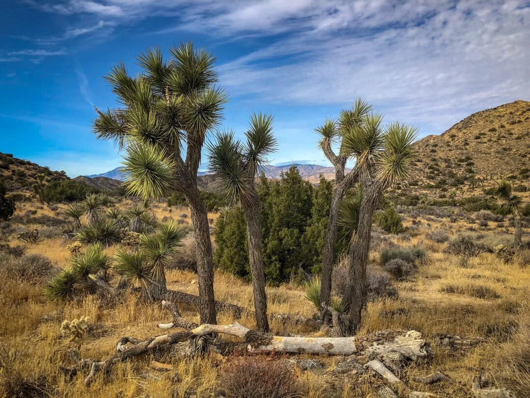 20180102_Joshua_Tree_JNP_0722_WS.jpg (Copy)