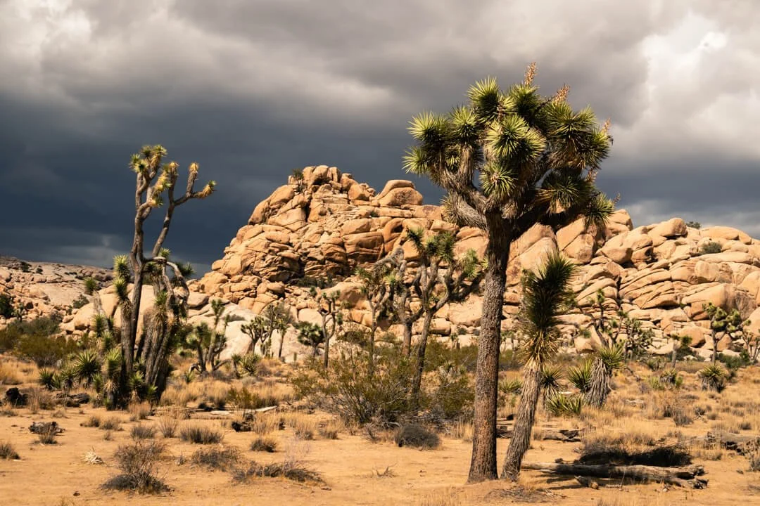 20180711_Joshua_Tree_JNP_2628_WS.jpg (Copy)