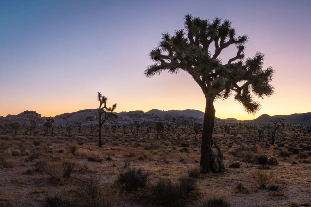 20190812_Joshua_Tree_JNP_5915-HDR-Pano_WS.jpg (Copy)