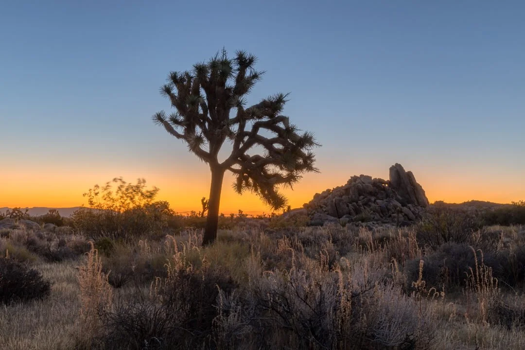 20221002_Joshua_Tree_JNP_3246_HDR_WS.jpg (Copy)