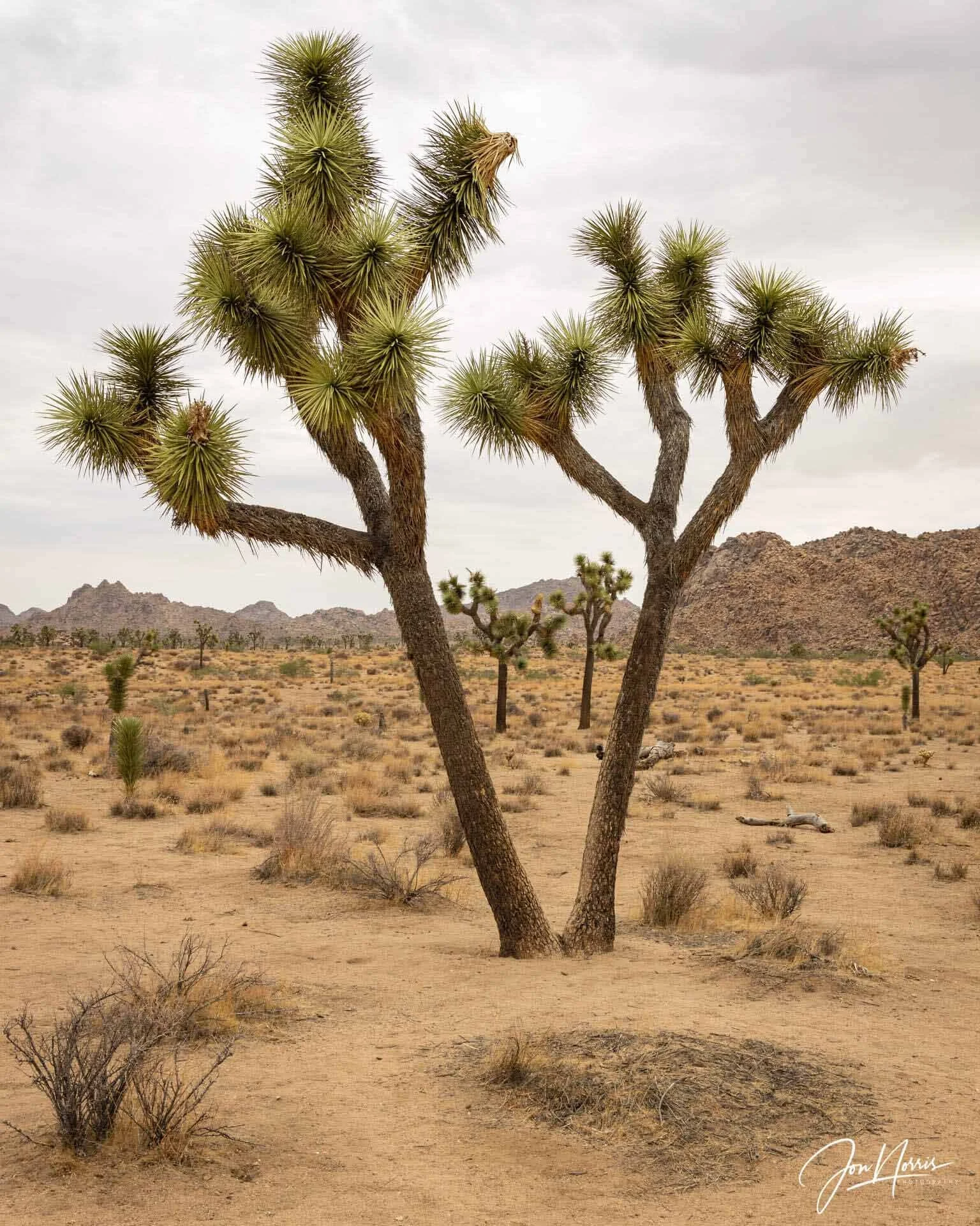  V for Victory   I do enjoy an overcast day in the desert … the softbox-type lighting is lovely and even.    Fine art, metal, or acrylic prints  