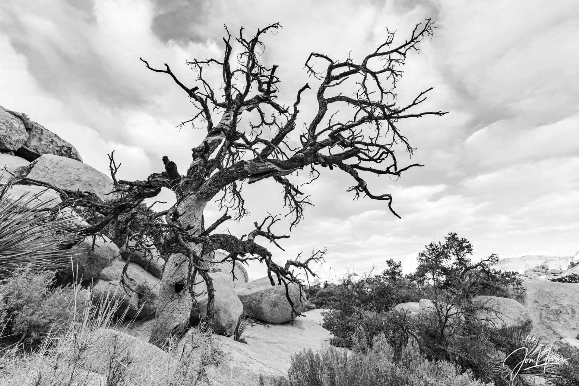  Twisted Tree   I shot this twisted pinyon pine tree reaching up for the sky whilst waiting for the golden hour to arrive near Intersection Rock.    Limited edition prints available  