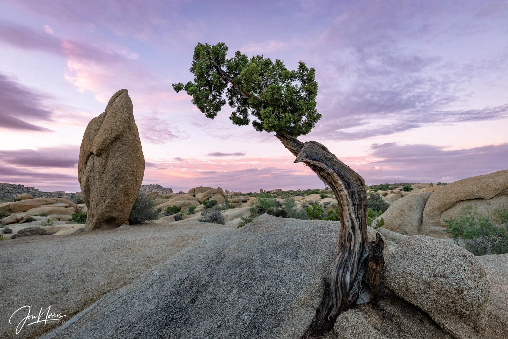 Monolith-Dwarf-Juniper-Sunrise_WEB.jpg