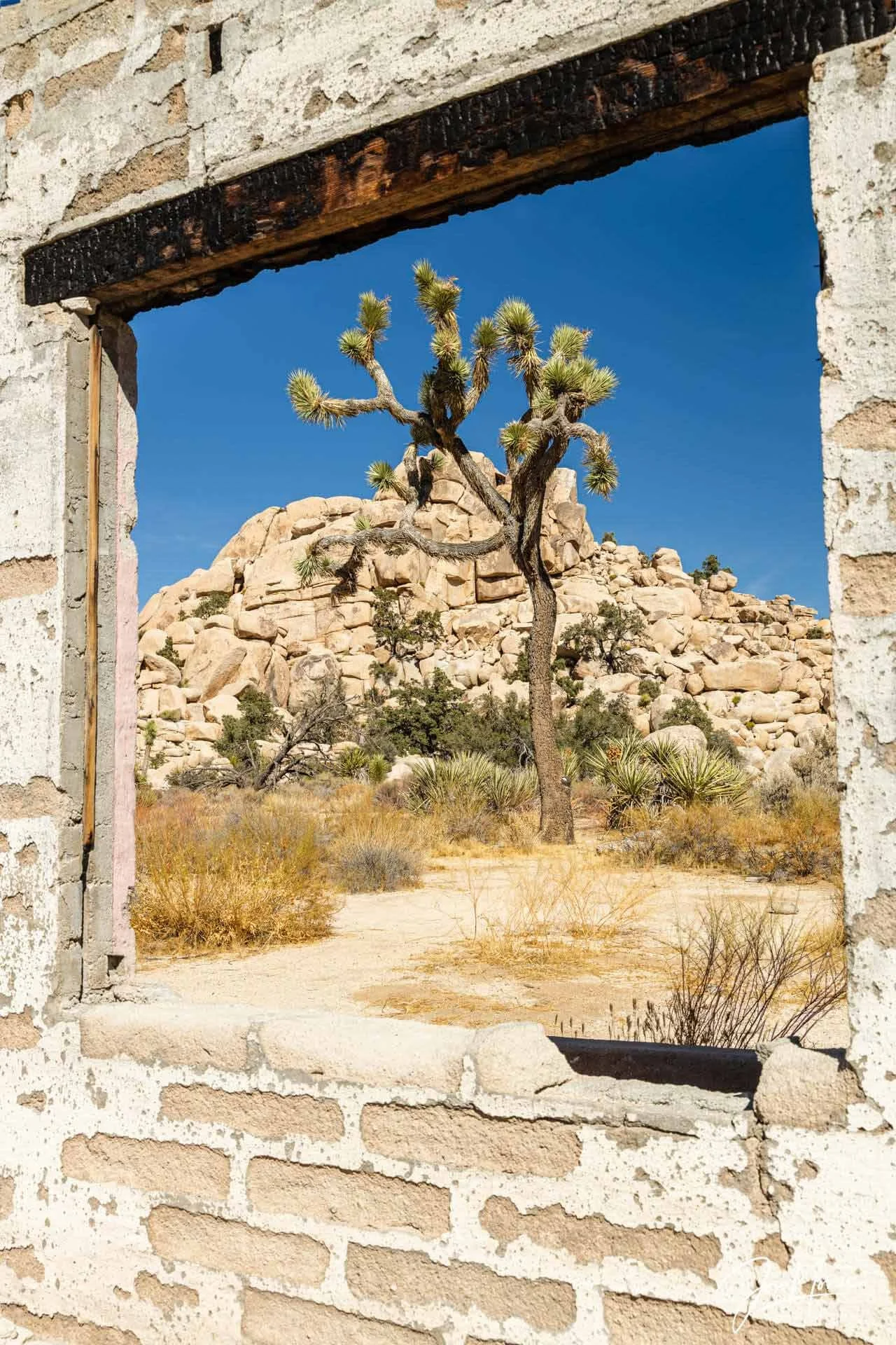  Framing the Landscape   This burnt window surround of the Wonderland Ranch makes a natural frame for this Joshua Tree.    Fine art, metal, or acrylic prints  