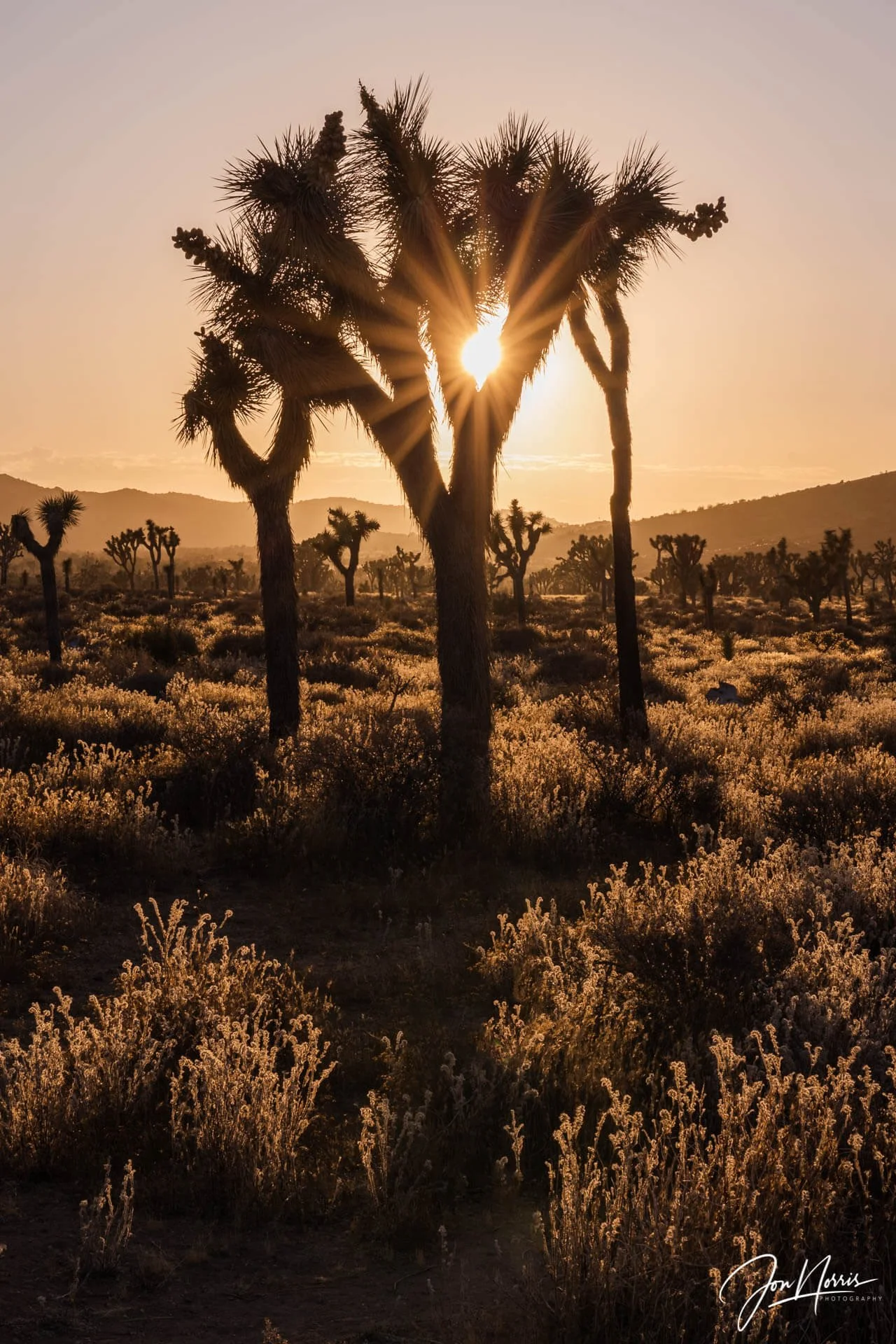 Late-Afternoon-Sun_WEB.jpg