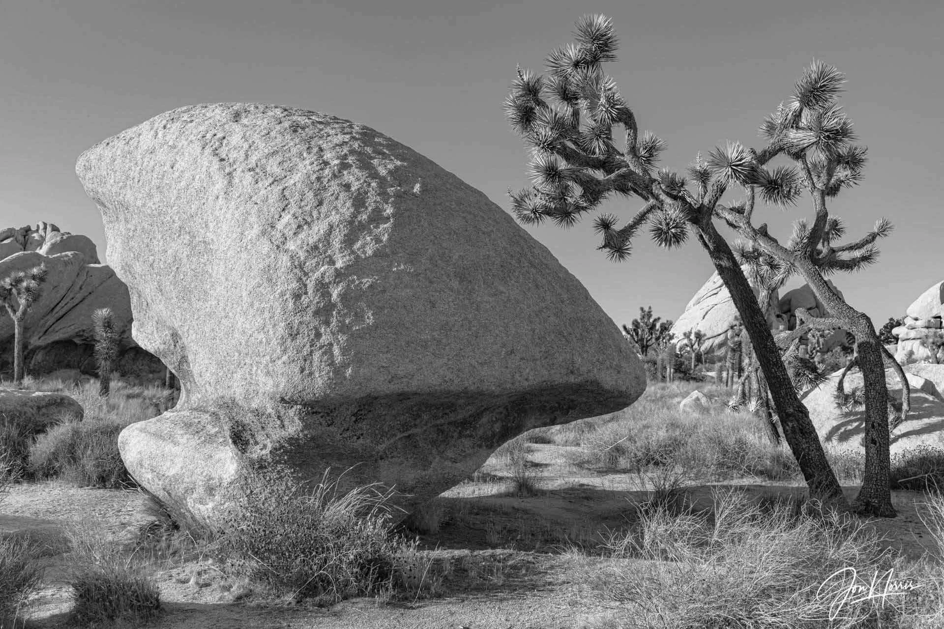  Weathered   Funky rock shapes abound in the park if you’re prepared to hike a bit and explore. Incredible what a few million years can create from igneous rock.    See print options  