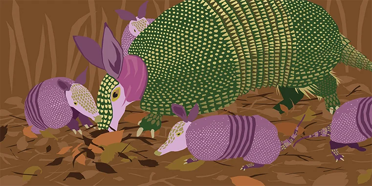 Armadillos