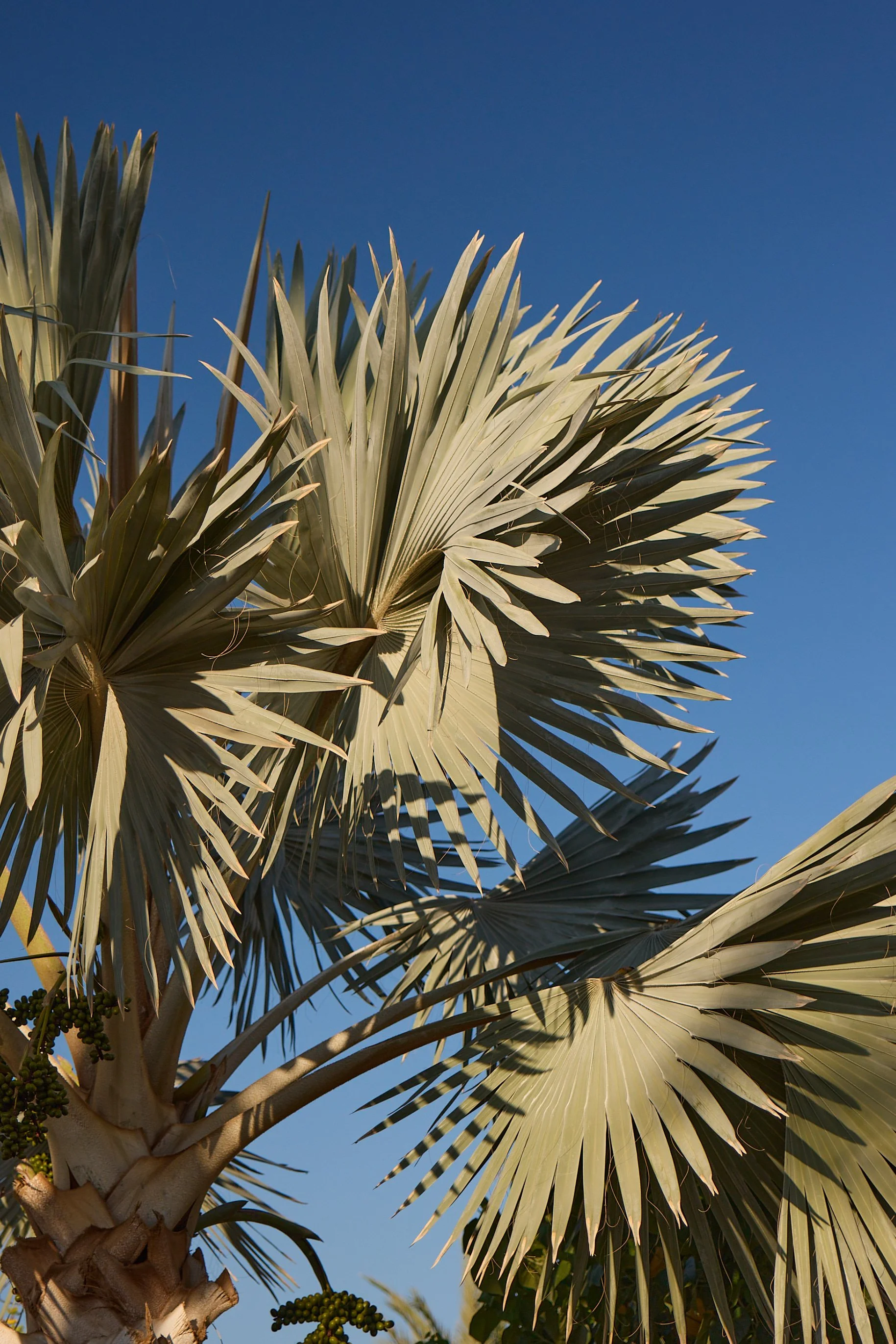 ChilenoBay_0095_LoRes.jpg