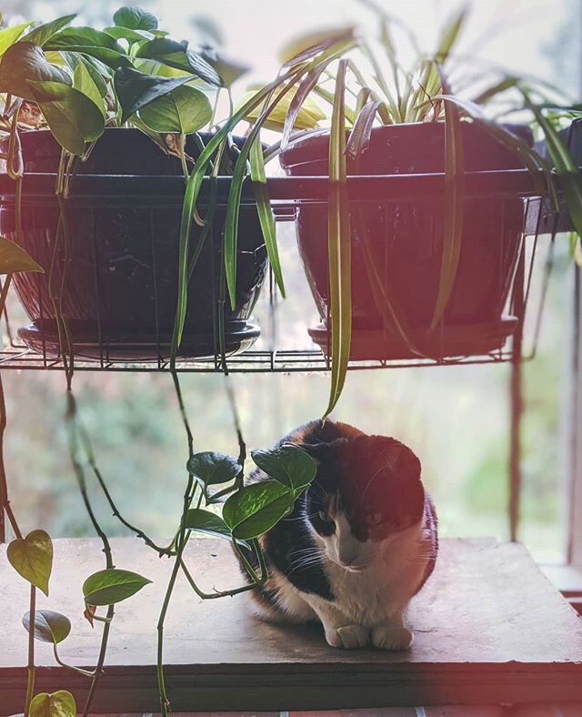 Jungle cat. 🐯

#catsofinstagram #cat #cats #catstagram #cats_of_instagram #instacat #cats_of_world #catoftheday #kitty
