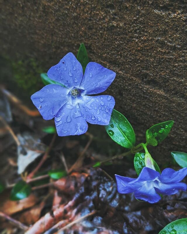 Obsessing over this color. 
#flowers #flower #flowerstagram #nature #flowerpower #naturephotography #spring #bloom #floral #blossom