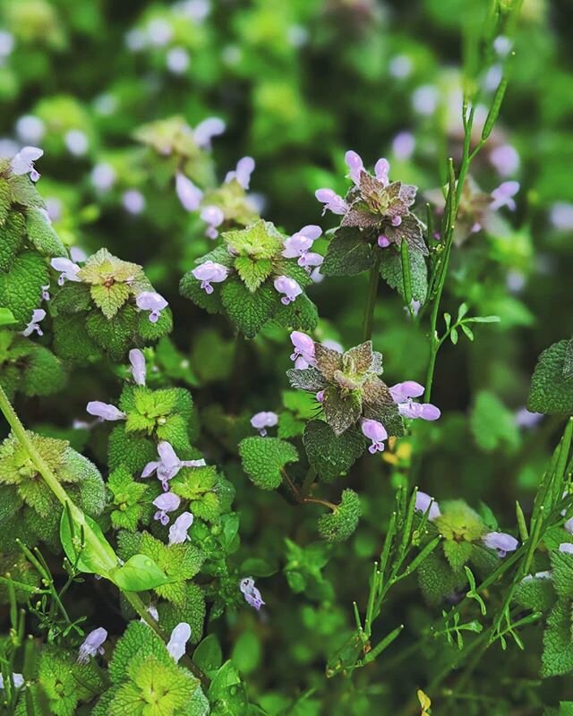 These colors though. 🟣 I can't get enough of them!

#flowers #flower #flowerstagram #nature #flowerpower #naturephotography #spring #bloom #floral #blossom