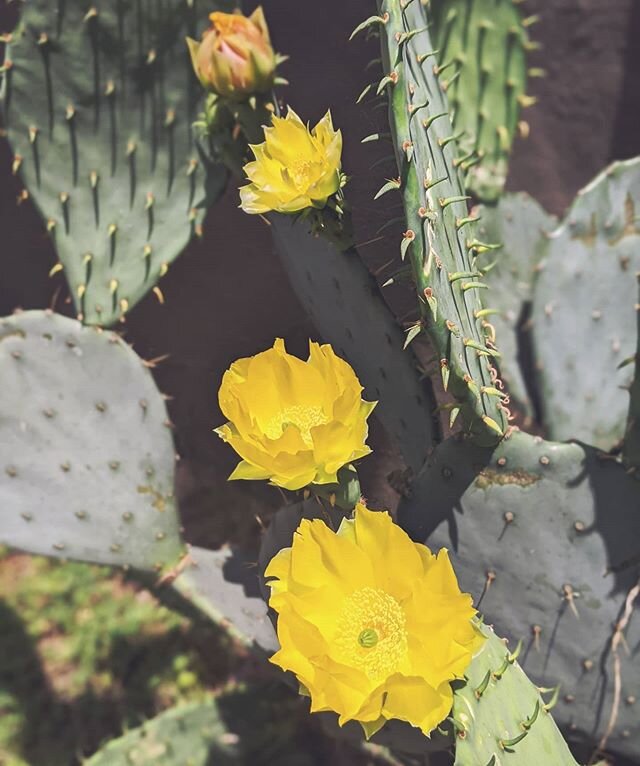 🏜️
#cactus #cacti #yellow #flowersofinstagram #flowers #bright #sunny