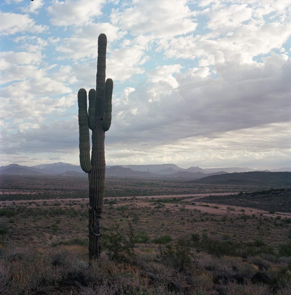 Sentry of the Desert