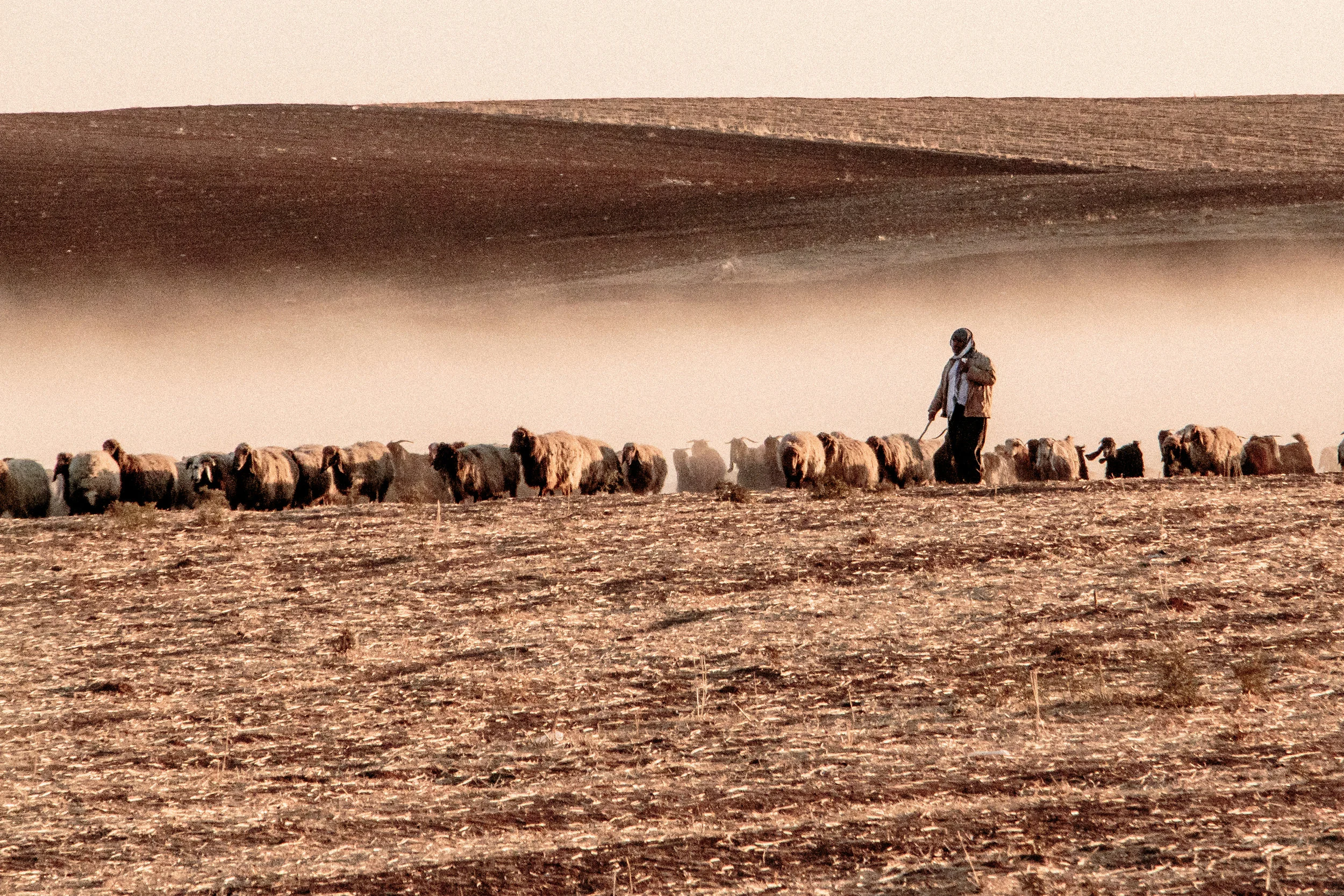 Shepherd at sunset near Camp Kabarto, Kurdistan Region of Iraq